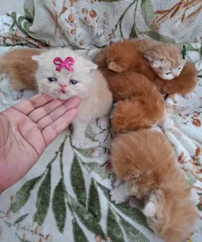 Gatinhos persas disponíveis 