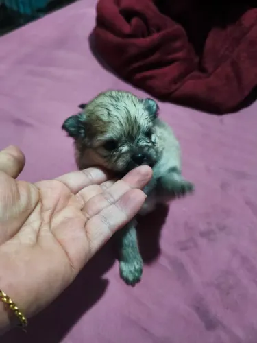 Spitz anão lulu fêmea