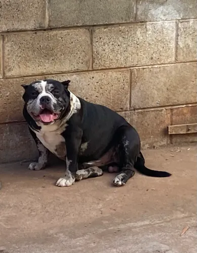 American Bully pocket disponível pra cobertura 