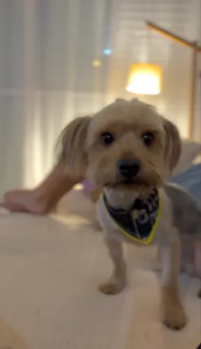 Doação cachorro 