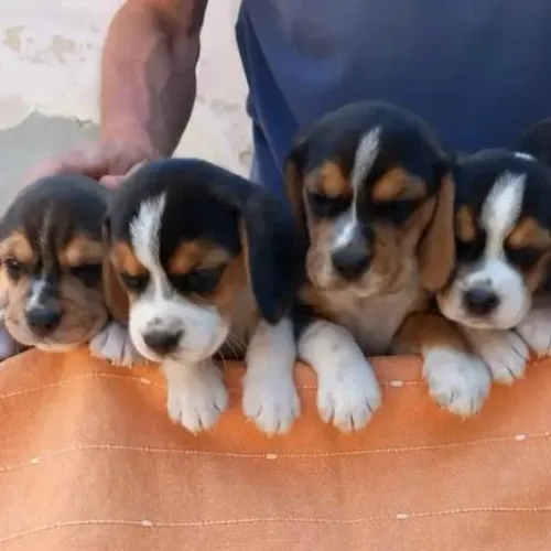 Filhotes de Beagle | Um olhar apaixonante.