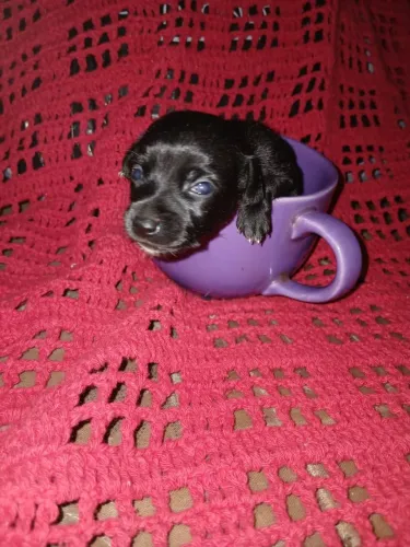 VENDO FILHOTES DE PINSCHER 