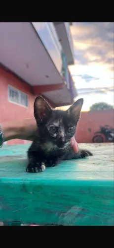 Gatinha fêmea 