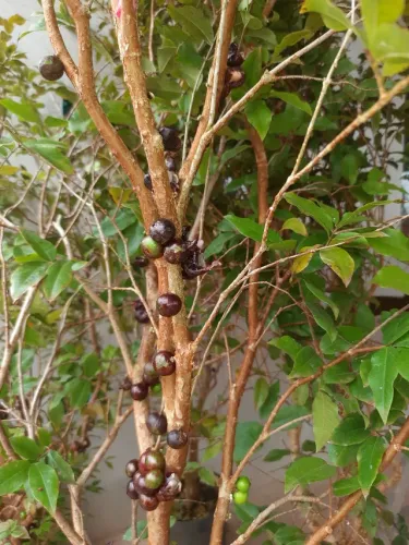 JABUTICABA PRODUZINDO R$ 300,00