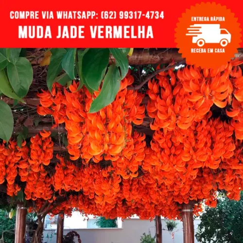 Muda de Jade Vermelha