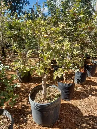Pré Bonsai de Várias Espécies
