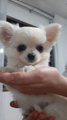 CHIHUAHUA microchipado- segurança e qualidade para o seu novo pet