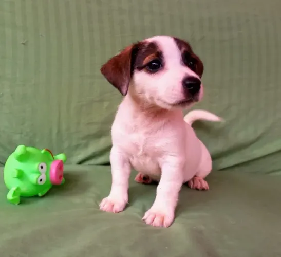 Jack Russell com beleza rara e procedência garantida!