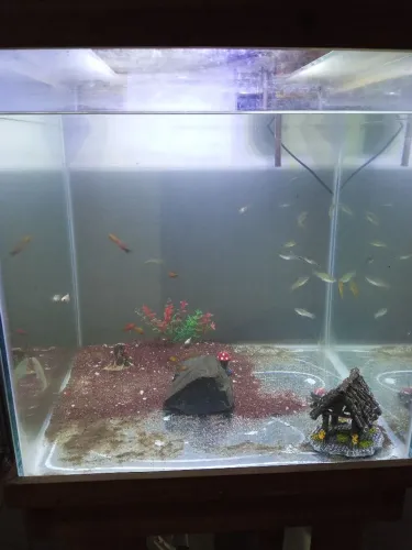 Aquário 50x50 com móvel