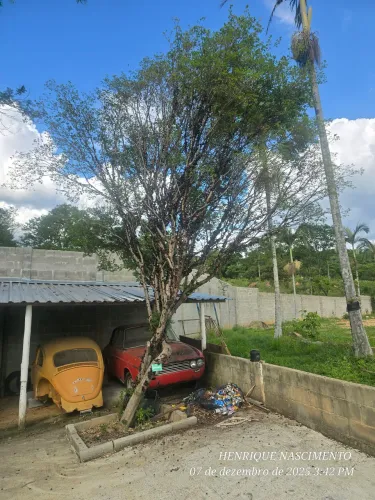 Pe de jabuticaba