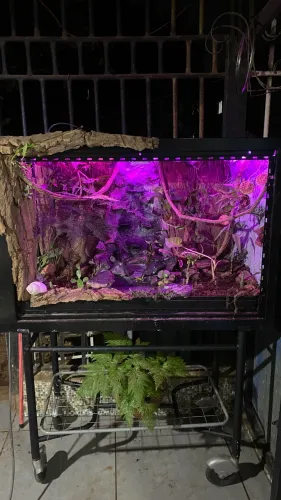 Terrário ornamental 