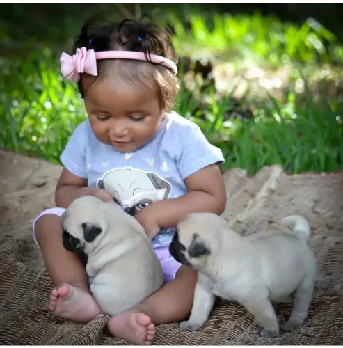 Dois filhotes de Pug mini para venda feminha e machinho com declaração de pureza