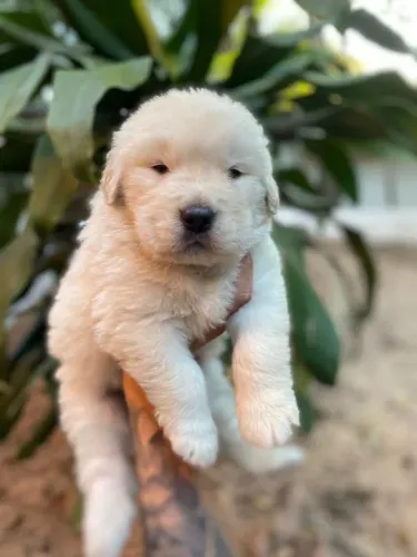 Golden retriever os mais saudaveis e legetimos pacotinhos de amor 