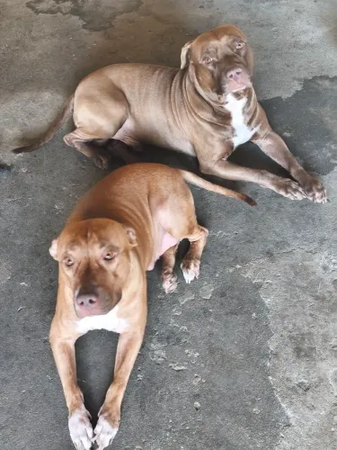 Filhotes de Pitbull America staffordshire