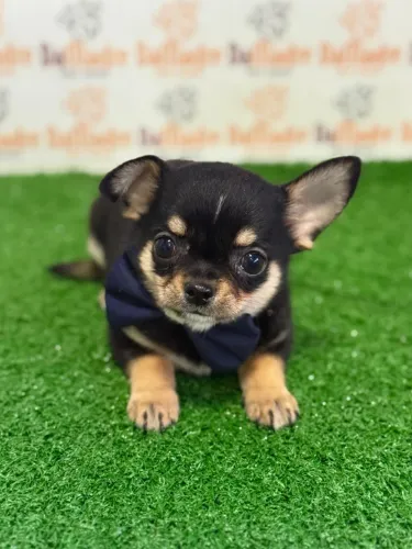 Chihuahua Filhotes Da Madre