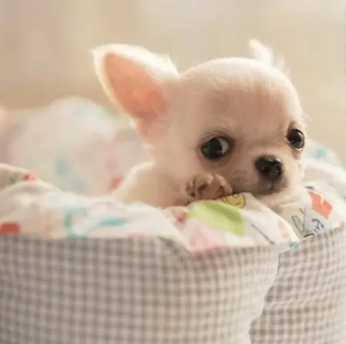  Chihuahua O charme da miniatura