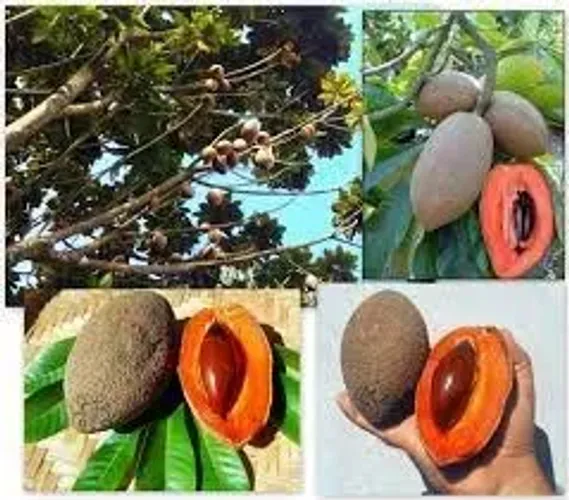? Mudas de Mamey - Fruta Exótica, Sabor Inesquecível! ?
