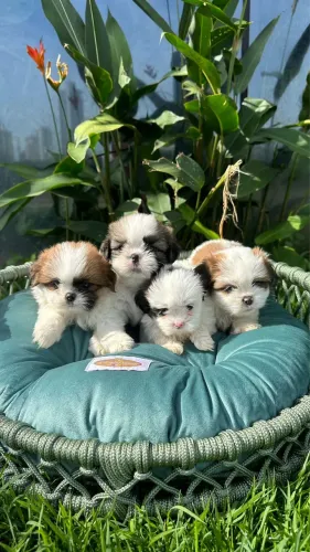 Shihtzu