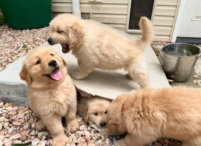 Golden Retriever - Presenteie Com Amor De Verdade