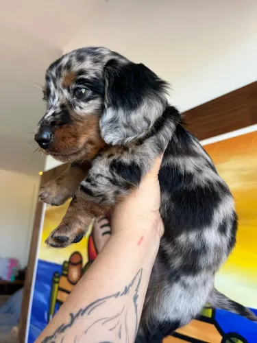 Dachshund pelo longo