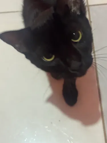 Gata fêmea 