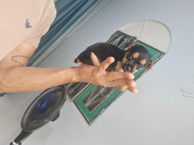 Pinsche macho 0 mini