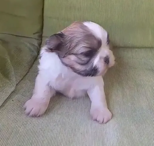 Vendo filhote de Shih Tzu macho