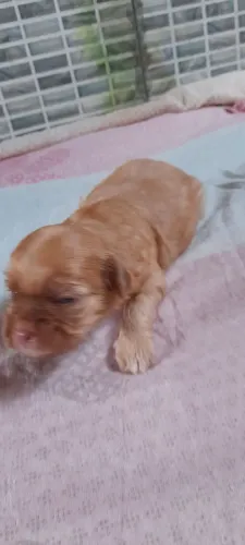 Shitzu 