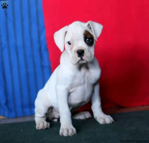 Boxer ? Leve felicidade para casa hoje mesmo