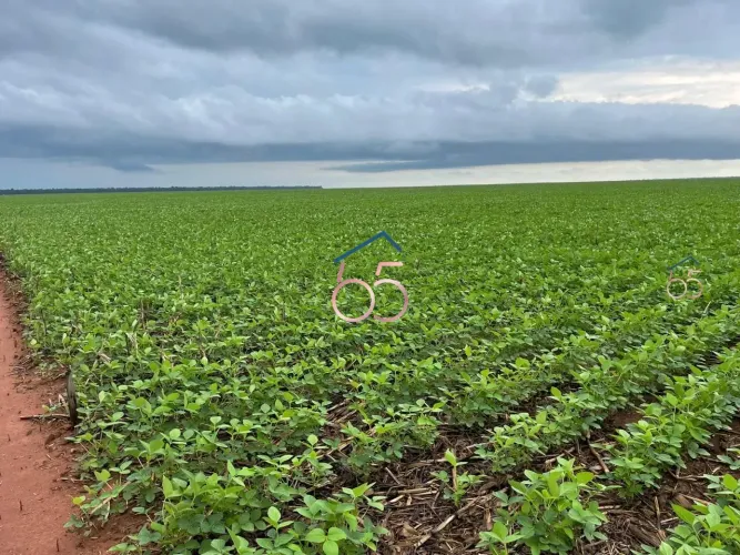 FAZENDA A VENDA EM QUERENCIA DO NORTE MT -ÁREA TOTAL 7.200 HECTARES