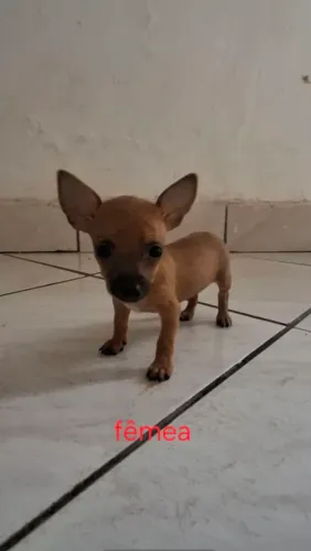 Cachorrinha pintcher femea número 0