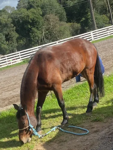 Cavalo Crioulo + Encilha completa