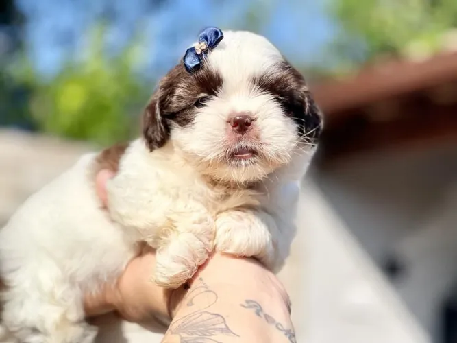 Lindos filhotes de shih tzu macho e fêmea 