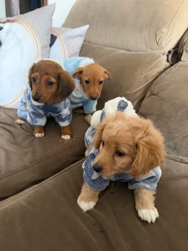 Daschund creme pelo longo