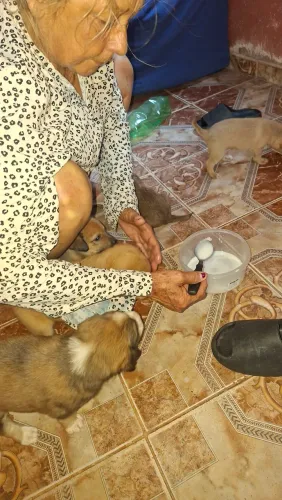 Adoção
