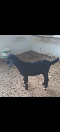 Vendo cabrito!!!