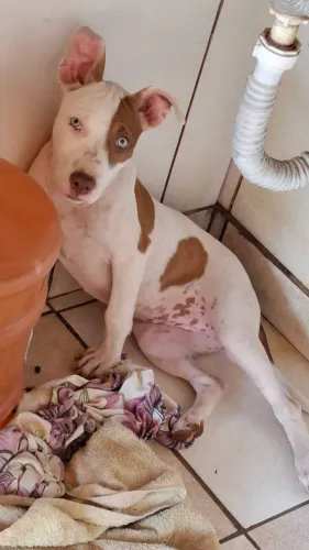 Cachorra Pit bull