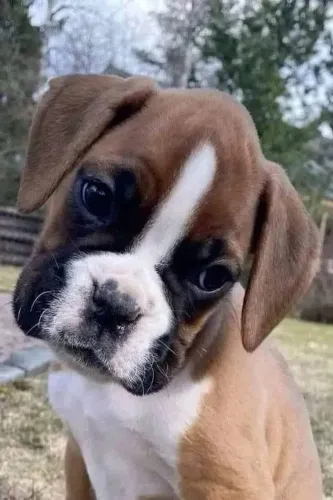 Filhotes De Boxer - Rabinho Felizes Procura do Um Novo Lar
