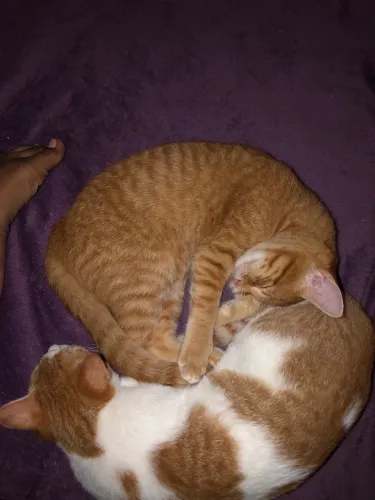 Gato filhote fêmea