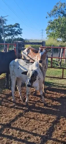 Vendo bezerro nelore pintado de preto.