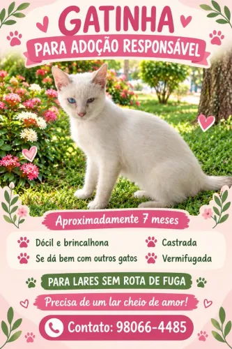 Gata para adoção responsável 