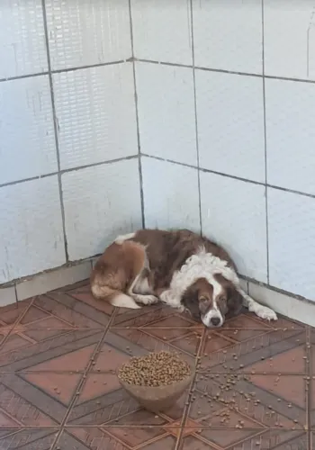 DOAÇÃO DE UMA BORDER COLLIE