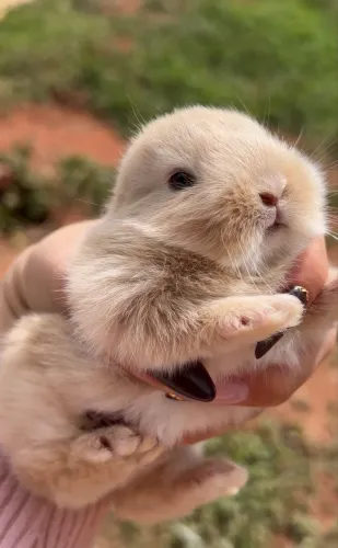 Coelhinhos fofos