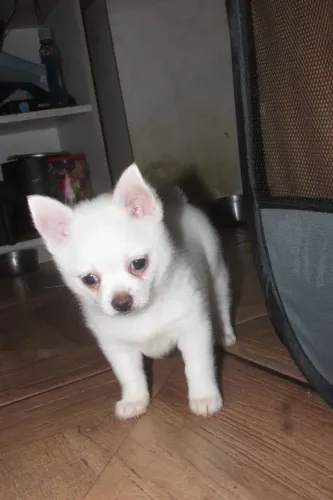 Filhote de chihuahua branco