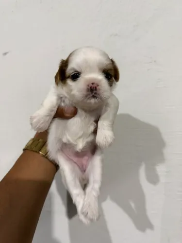 Shihtz