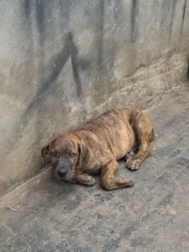 Cachorro 