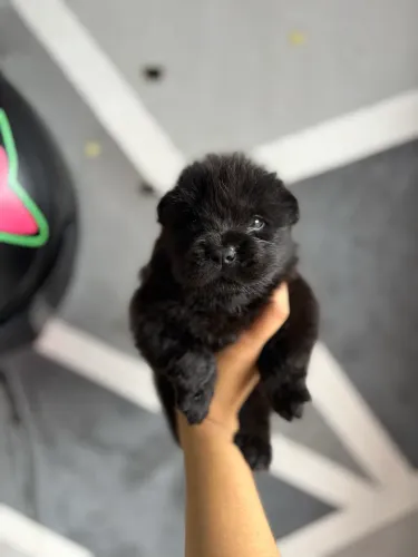 Chow chow americano original