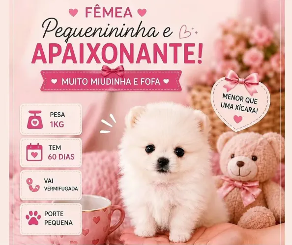 Lulu da Pomerania Branca | Spitz Branca