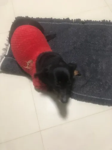 Doação de cachorro