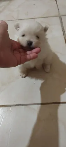 Lulu